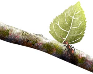 Ants build complex structures in an organized methodical way.